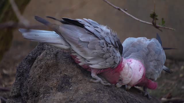 Close up of a pink cockatoo