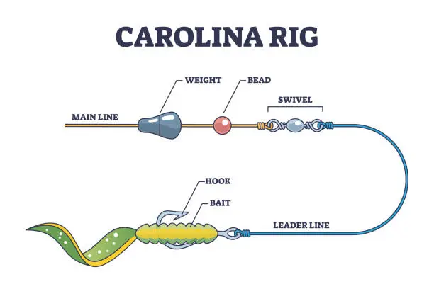 Vector illustration of Carolina rig and fishing bait method for bass fish catching outline diagram