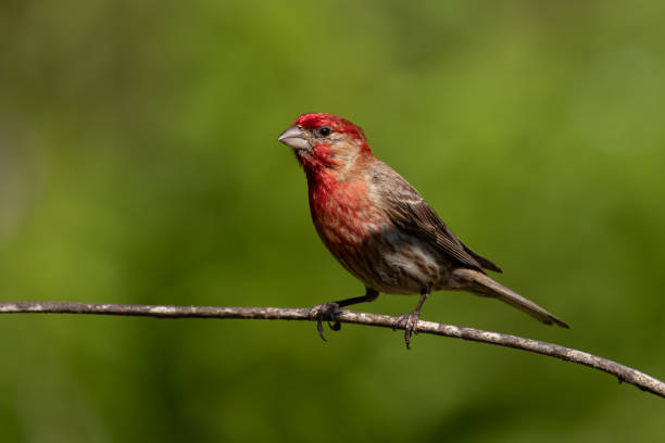 istock Tiny Purple House Finch (pur Haemorhous pureus) on a branch in a forest 2075618448