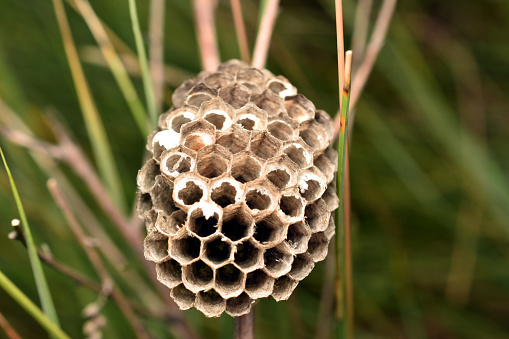 A wasp nest, with open honeycombs, without larvae and wasps, was left hanging on the grass.