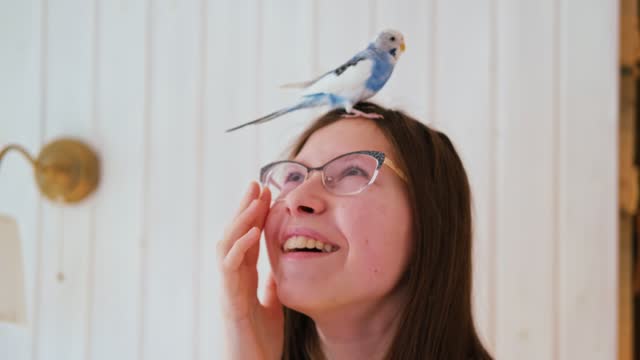 Budgerigar playing with girls glasses. Budgie. Funny blue purple parakeet sitting on owner head. Cute violet tamed bird having fun with teen. Friendship, relationship with Pets. Cute domestic animals