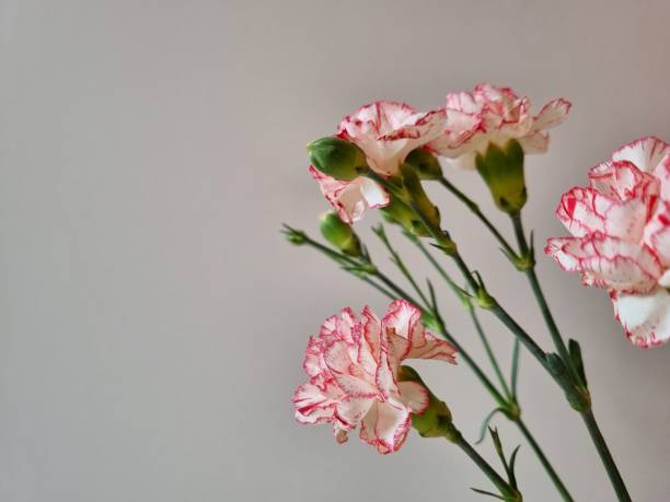 istock Cute pink carnation flowers 2075621600