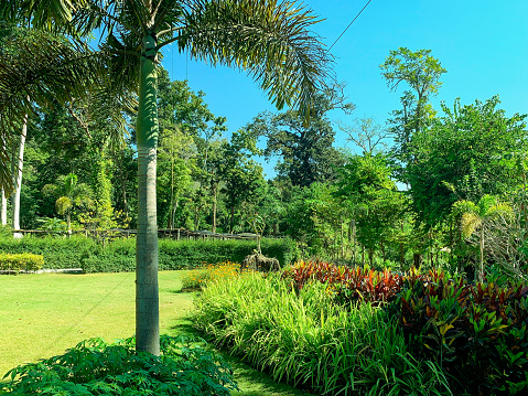 A well-manicured tropical garden bathes under the bright blue sky, showcasing a variety of vibrant plants and trees. Sunlight dapples through the foliage, casting gentle shadows on the neatly trimmed grass. A tranquil atmosphere is evident in this serene botanical setting.