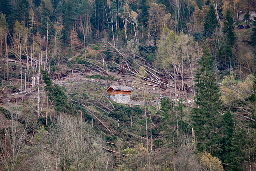 Pinè, Trentino, Italy - 01/11/2018 - Destruction of fir forests caused by Storm Vaia