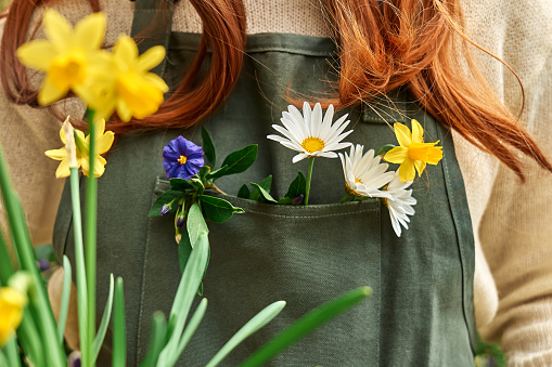 Unrecognizable redhead woman gardener in sweater and green apron with blue flowers, white daisy and yellow narcissus in apron pocket. Springtime mood.