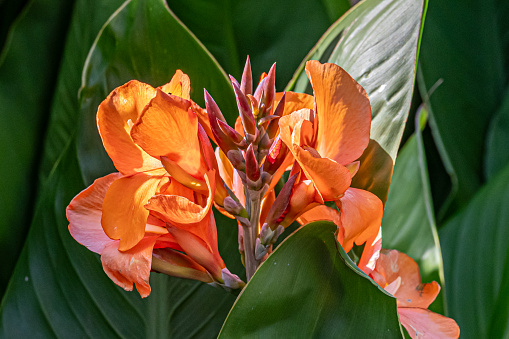Orange Canna Lilly flowers standing out against the green leaves of the plant