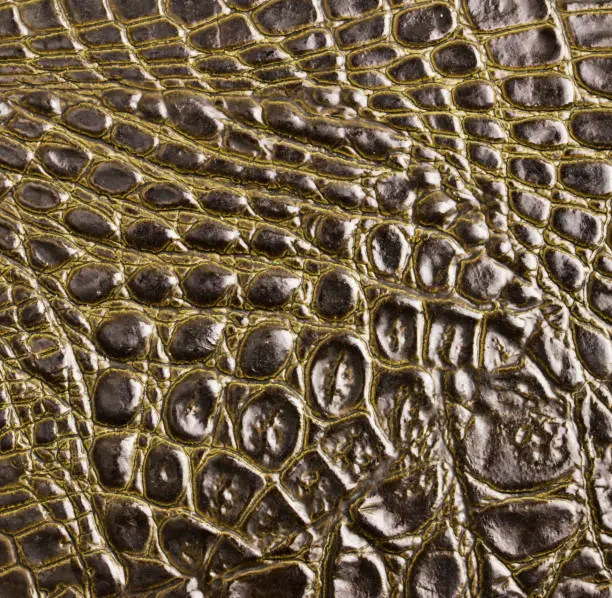Photo of Crocodile skin texture