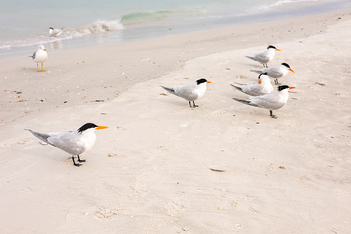 Several Royal Tern sea birds gather on the shore at Clearwater Beach, Florida, USA.