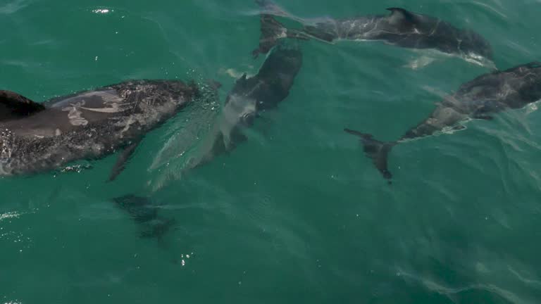Top Down View of Dusky and Bottlenose Dolphins Swimming in Slow Motion in Kaikoura, New Zealand