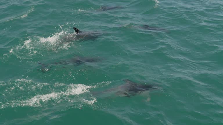 Slow Motion Pod of Dolphins Diving in and Out of Water in Kaikoura, New Zealand