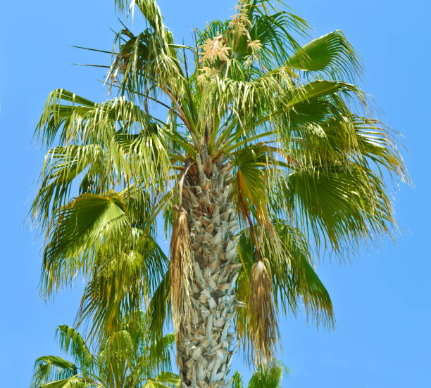 Island Paradise - Palm trees Island Paradise - Palm trees background rawa island stock pictures, royalty-free photos & images