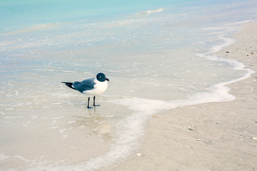 A single seagull stands alone as the waves rool in on his webbed feet on the shore of Clearwater Beach, Florida.
