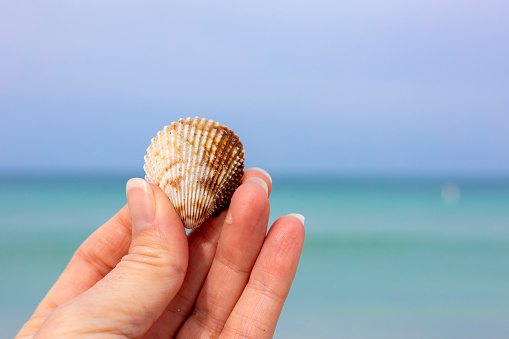 A close up of a woman's hand holding a sea shell with Clearwater Beach, Florida in the background.