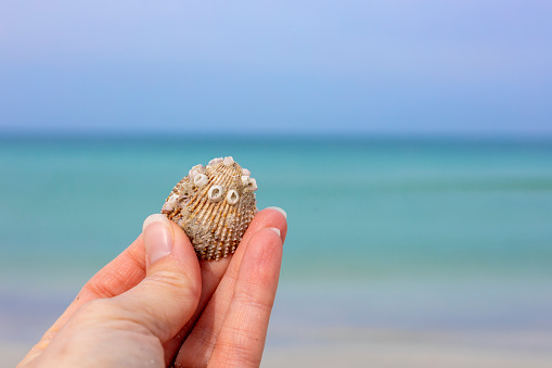 A little girl holding a shell and a stone in the hands. A child stands in the water of a lake on a Sunny summer day. Vacation concept.