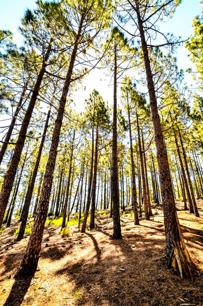 Very High Pine Wood Forest on a Sunny Day