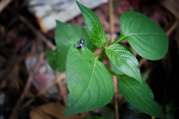 Green flies on leaves growing in garbage dump