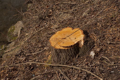 stump of fresh felled trees in spring for tree care