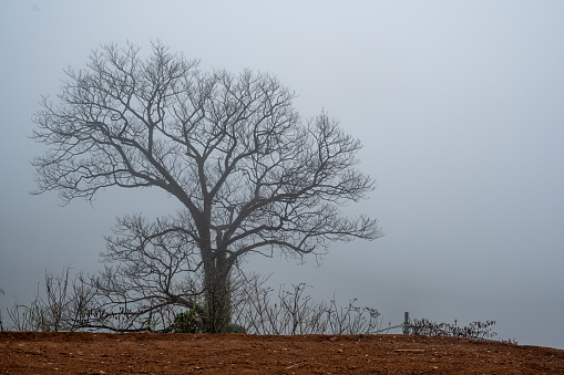Dead tree in the fog