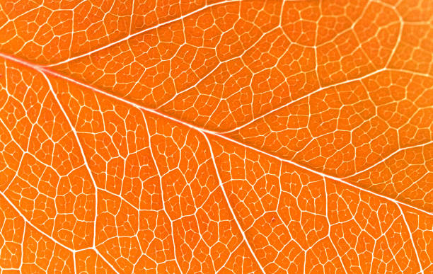 istock Beautiful yellow autumn leaves 2075657515