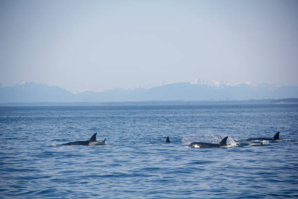istock Ocean Giants: The Visiting Whales of Vancouver's Waters 2075677173