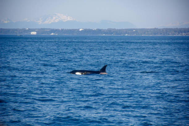 istock Ocean Giants: The Visiting Whales of Vancouver's Waters 2075678255