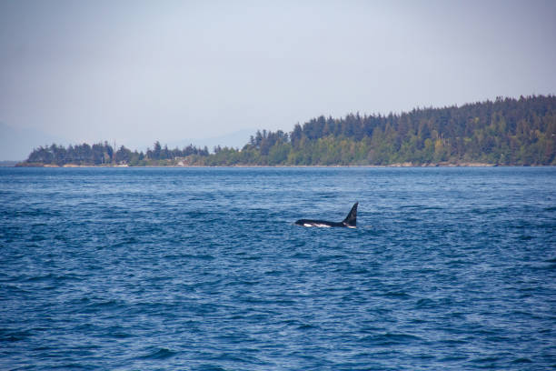 istock Ocean Giants: The Visiting Whales of Vancouver's Waters 2075680415