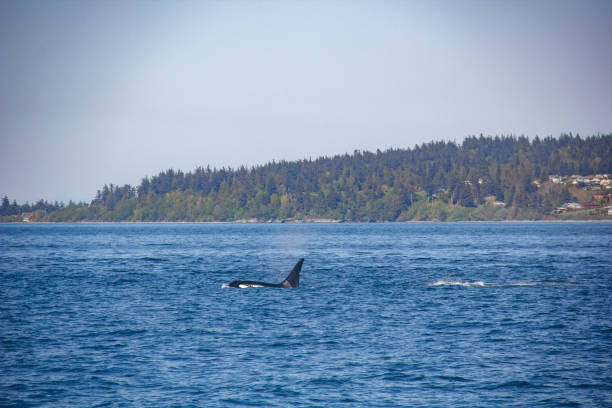 istock Ocean Giants: The Visiting Whales of Vancouver's Waters 2075681452