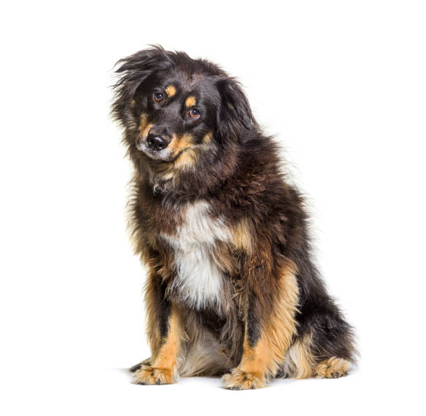 istock Mixed breed dog between a border collie and a german shepherd, isolated on white 2075690880