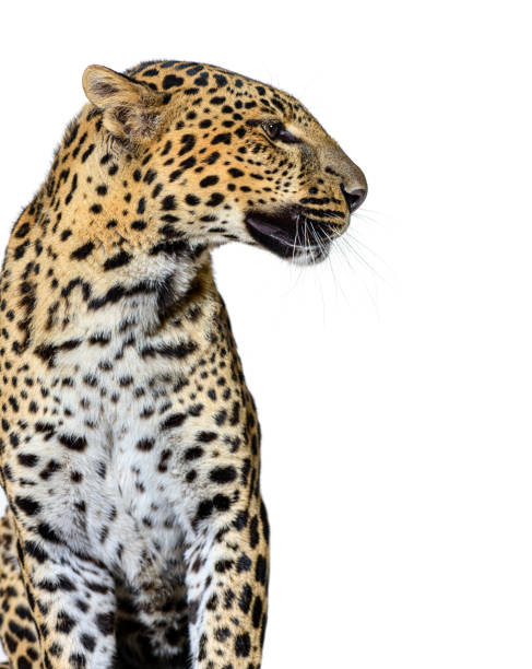 istock profile head shot of a spotted Leopard looking right, isolated on white 2075691437