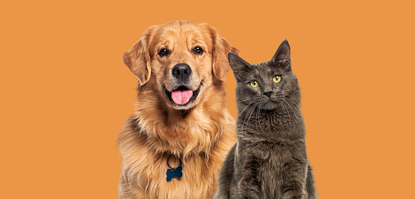 Happy Cats and dogs panting, together in a row, agaisnt orange