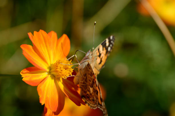 beautiful butterfly on an orange flower.