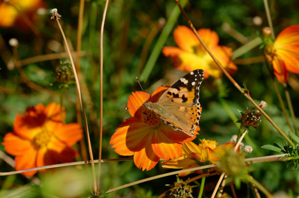 beautiful butterfly on an orange flower.