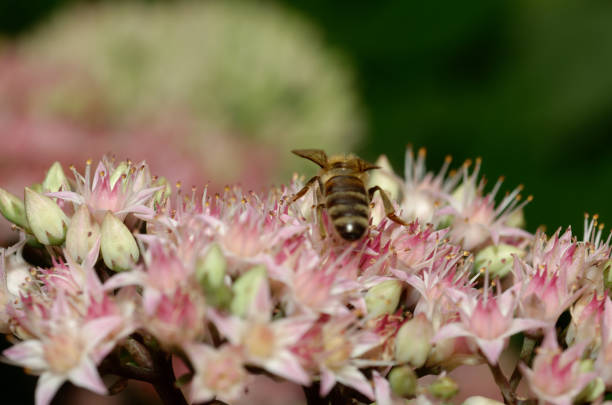 a bee collects pollen from flowers.