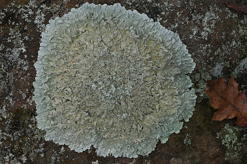 A close up of various lichen growing on stone.