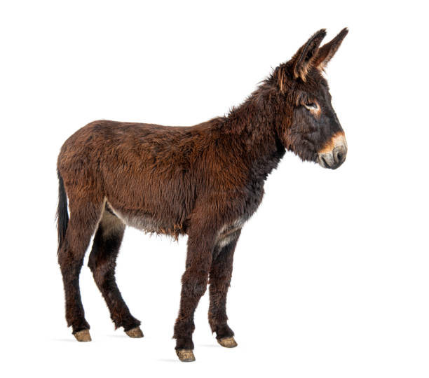 Donkey ears