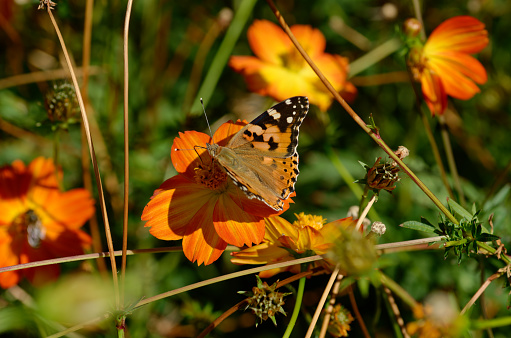 beautiful butterfly on an orange flower.