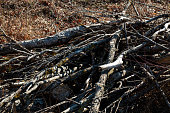 Pile of cut twigs in the forest