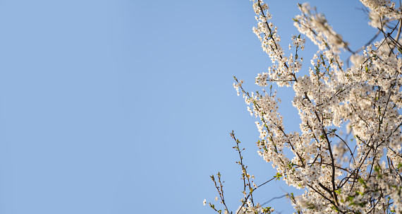 Blooming spring branches on the background of blue sky