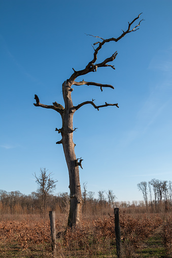 Dry old high tree with several twisted twigs. Bright blue sky in the background. Lednice, Moravia, Czech republic.