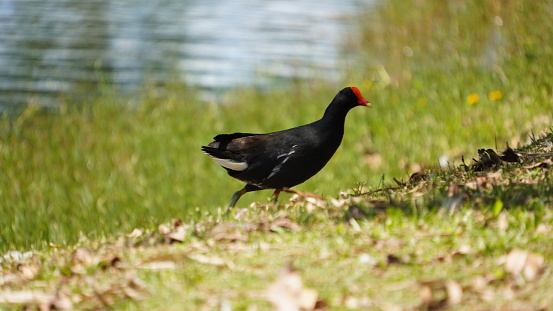 Black bird running in a lake.