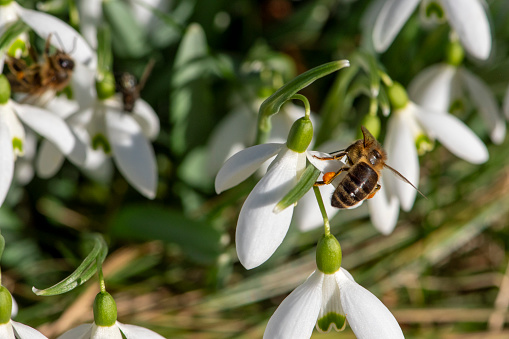 Bee landed on snowdrop in the early spring