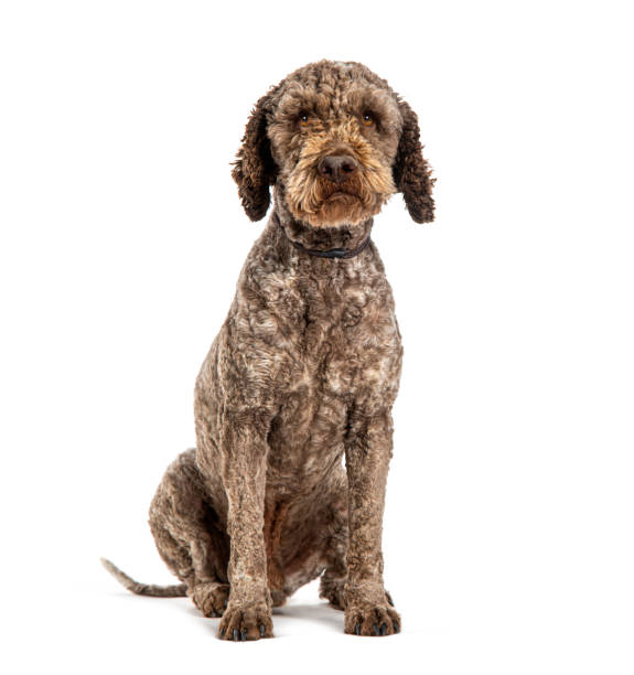 Lagotto Romagnolo dog, isolated on white