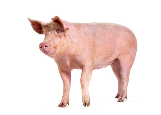 istock Domestic pig, isolated on white 2075722943
