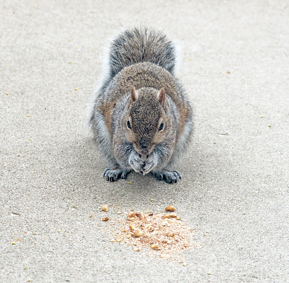 Head-on view of a Eastern Gray Squirrel eating walnuts from pavement.