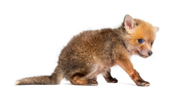 istock Rear view of a Sitting five weeks old Red fox cub, isolated on white 2075723494