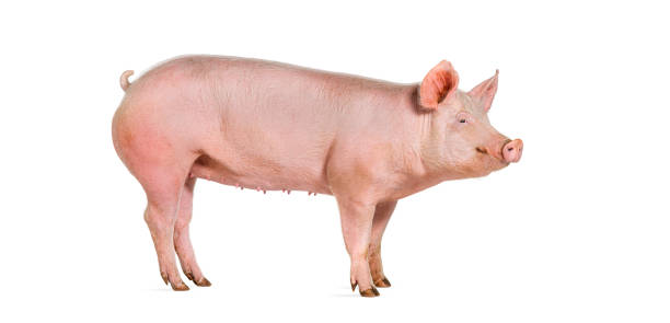 istock Side view of a Domestic pig, isolated on white 2075724009