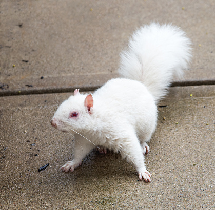Rare, white, Albino squirrel with pink eyes and blue irises on cement payment in Ohio, USA.