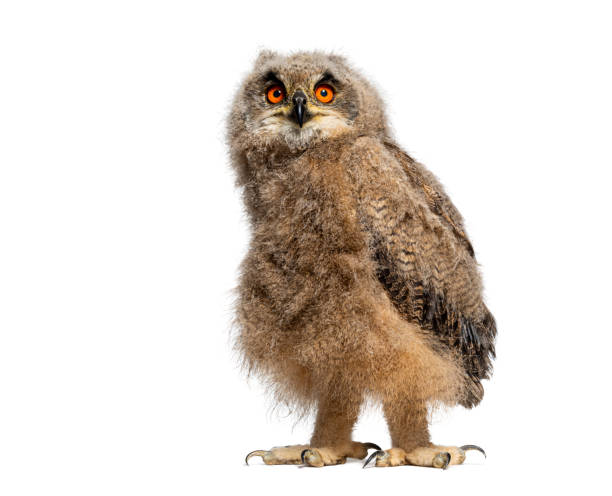 istock One month Eurasian Eagle-Owl chick, Bubo bubo, looking at the camera, isolated on white 2075725071
