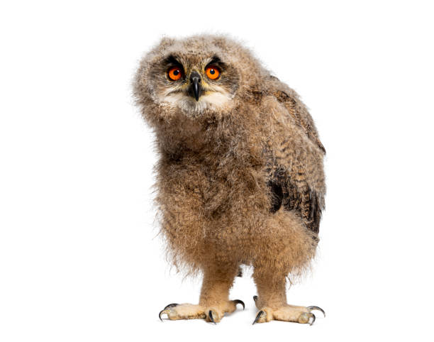 istock One month Eurasian Eagle-Owl chick, Bubo bubo, looking at the camera, isolated on white 2075725079