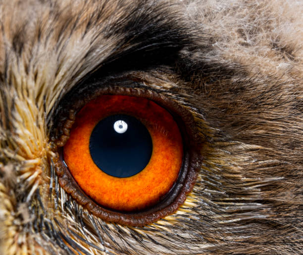 istock Close-up on an eye of a One month, Bubo bubo - Eurasian Eagle-Owl chick 2075725080